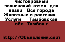 чистокровный зааненский козел  для вязки - Все города Животные и растения » Услуги   . Тамбовская обл.,Тамбов г.